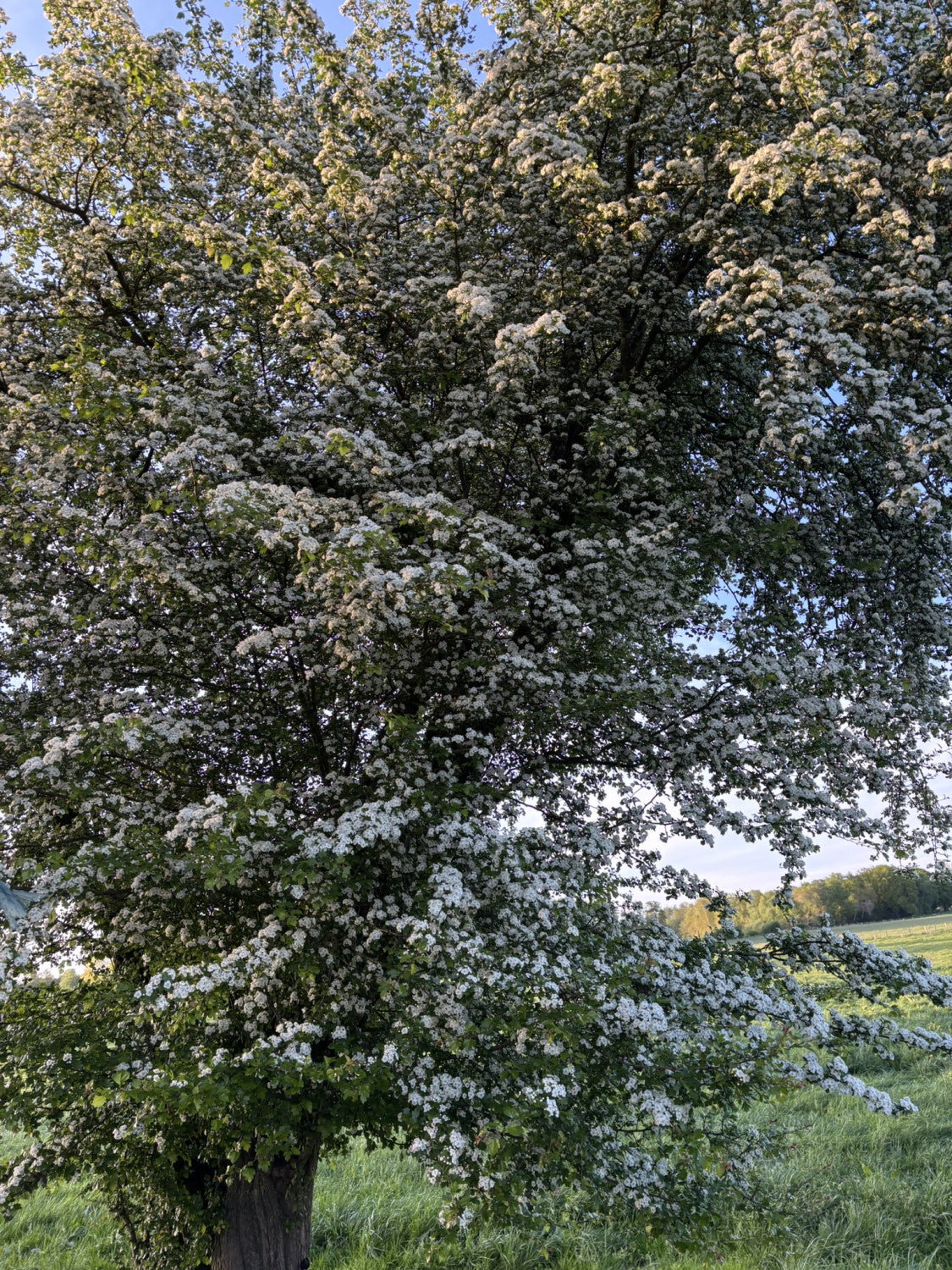 Hagedorn; hier mit Blüte; bienenfreundlich; Einsatzmöglichkeit z.B. : Heckenpflanze;;günstig mit Qualität