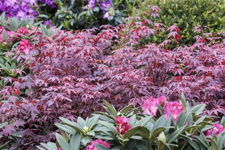Acer palmatum 'Atropurpureum'; hier mit Sommerbelaubung; herbstfärbung; Einsatzmöglichkeit z.B. : Heckenpflanze;;Pflanzen vom Profi