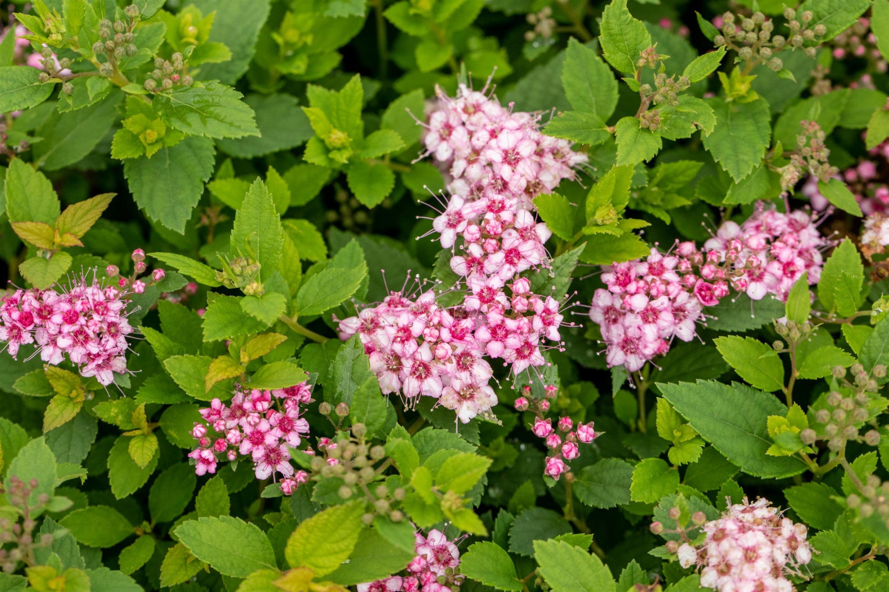 Spiraea japonica 'Little Princess' (Rosa Zwergspiere)
