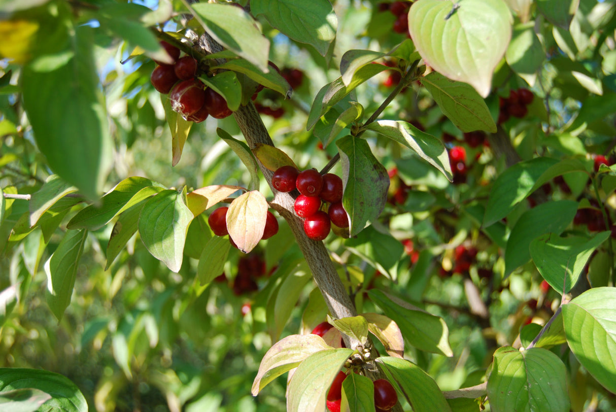 Dürlöhr; mit Früchten/Fruchtbehang; bietet Vögeln Schutz; Einsatzmöglichkeit z.B. : Klimabaum;;ab 4,95 Euro