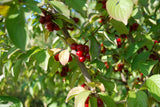 Dürlöhr; mit Früchten/Fruchtbehang; bietet Vögeln Schutz; Einsatzmöglichkeit z.B. : Klimabaum;;ab 4,95 Euro