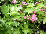 Crataegus laevigata 'Paul's Scarlet'; hier mit Sommerbelaubung; blütenpracht; Einsatzmöglichkeit z.B. : Kübelpflanze;;mit zeitnaher Lieferung