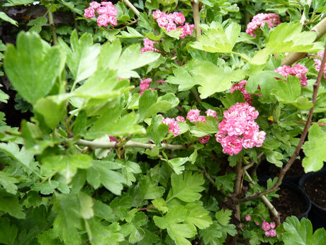 Crataegus laevigata 'Paul's Scarlet'; hier mit Sommerbelaubung; blütenpracht; Einsatzmöglichkeit z.B. : Kübelpflanze;;mit zeitnaher Lieferung