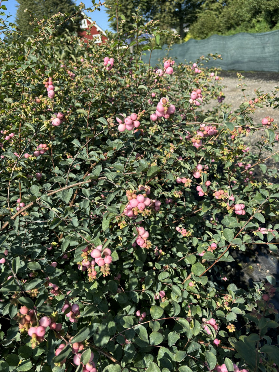 Symphoricarpos doorenbosii 'Amethyst' (Purpurbeere 'Amethyst' -S-)