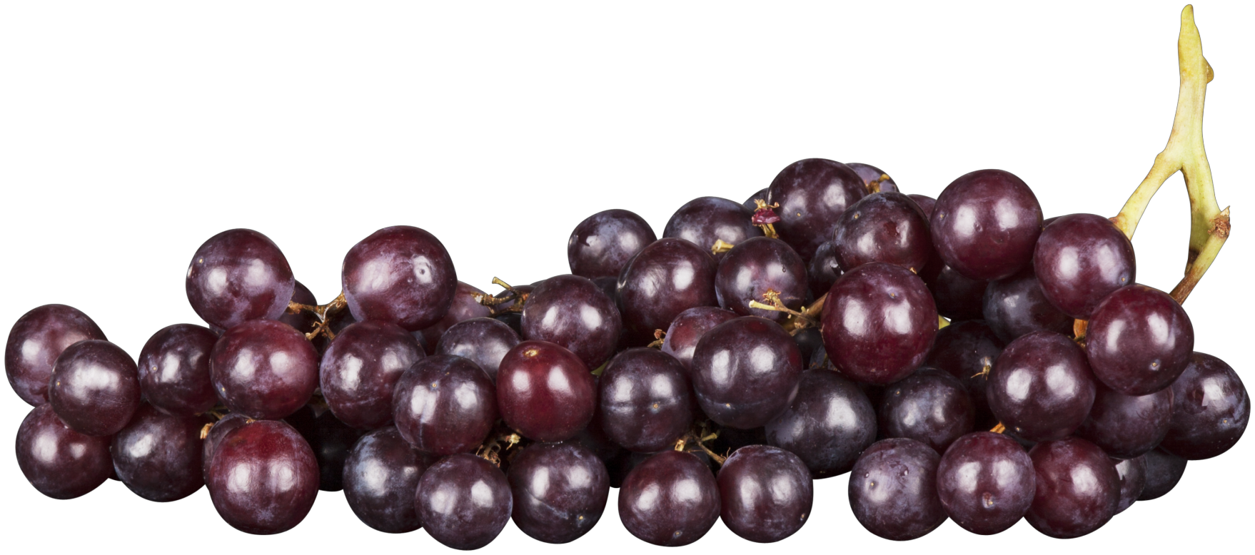 Vitis 'Blauer Trollinger' (Weintraube 'Blauer Trollinger' -S-)