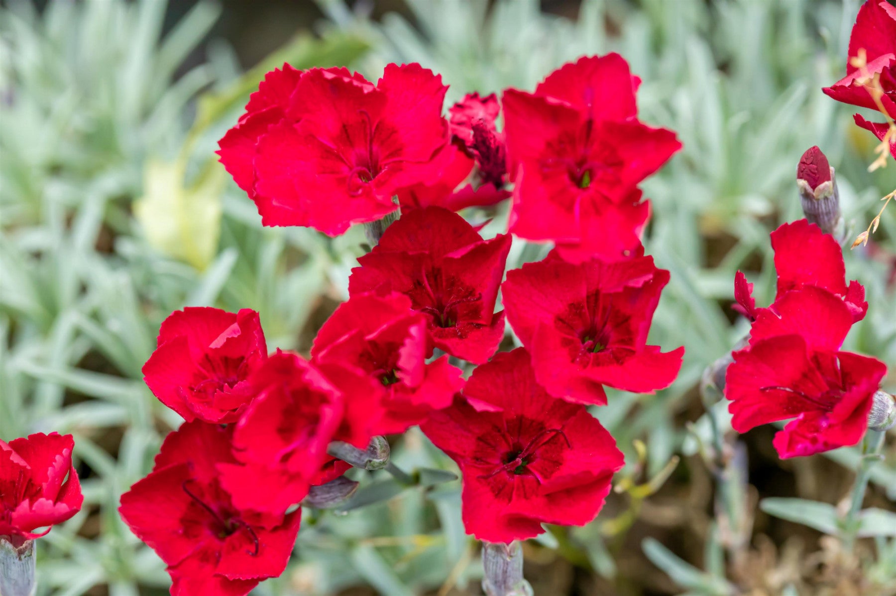 Dianthus gratianop. , rot (Garten-Pfingst-Nelke)