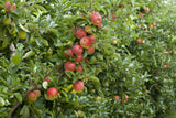 Apfel 'Elstar' mittel; mit Früchten/Fruchtbehang; saftig; Einsatzmöglichkeit z.B. : Zierbaum; erhältlich von 150-200 bis 450-650 cm;;hier kaufen