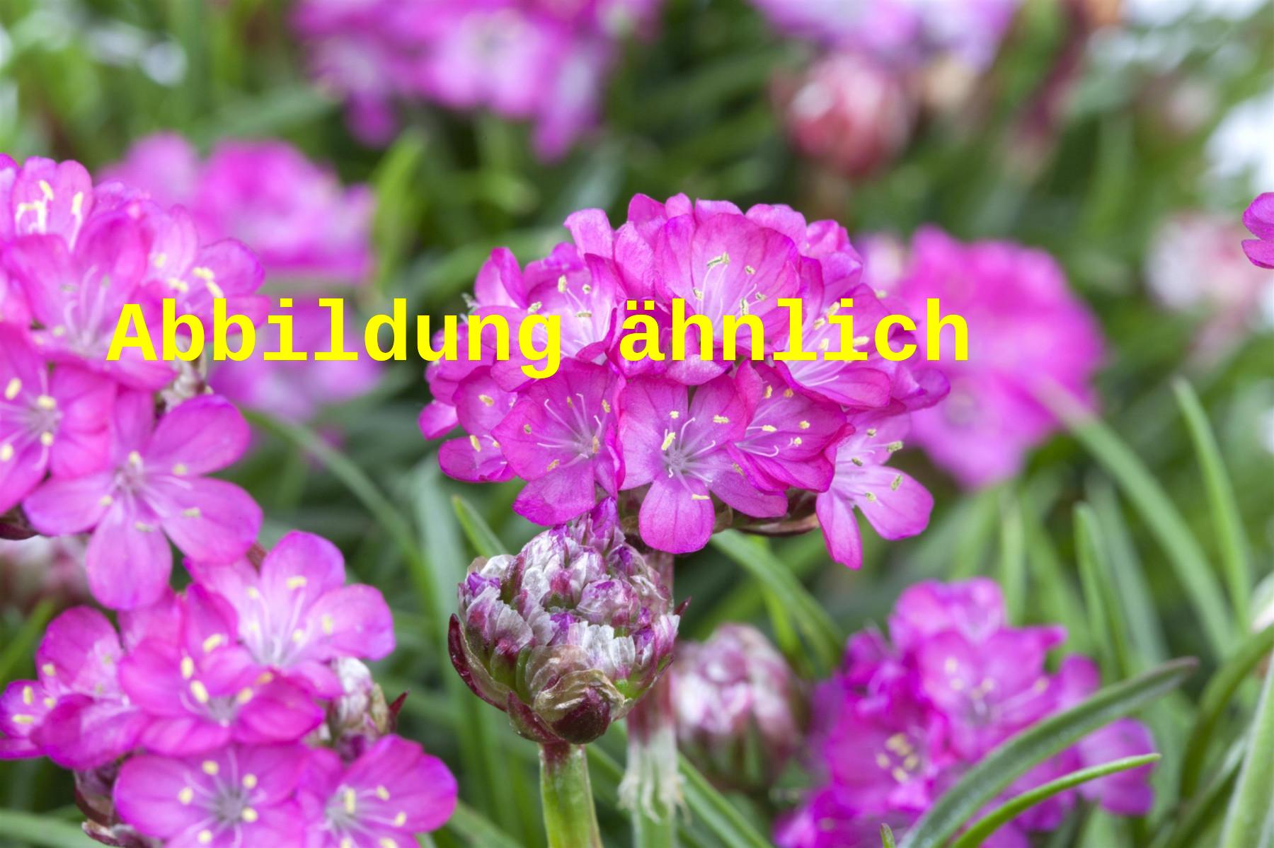 Armeria maritima 'Splendens' (Garten-Grasnelke)
