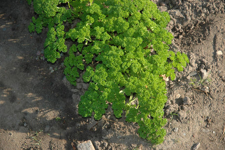 Krause Petersilie; hier mit Belaubung; reich an Vitamin C; Einsatzmöglichkeit z.B. : Heilpflanze;;hier kaufen