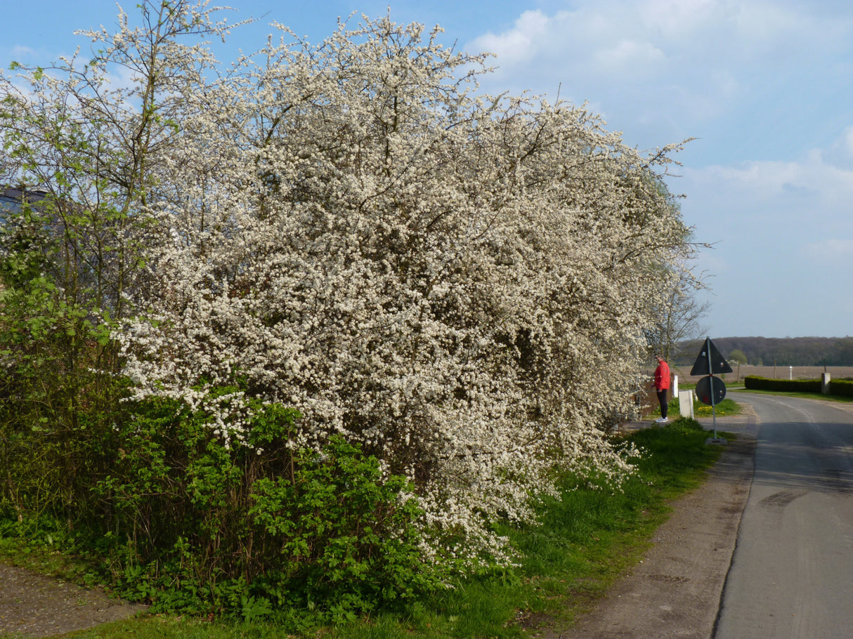 Prunus spinosa VkG 4; in Gruppe; standorttolerant; Einsatzmöglichkeit z.B. : Naturhecke;;Pflanzen vom Profi
