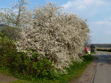 Prunus spinosa VkG 5; in Gruppe; standorttolerant; Einsatzmöglichkeit z.B. : Naturhecke;;Pflanzen vom Profi
