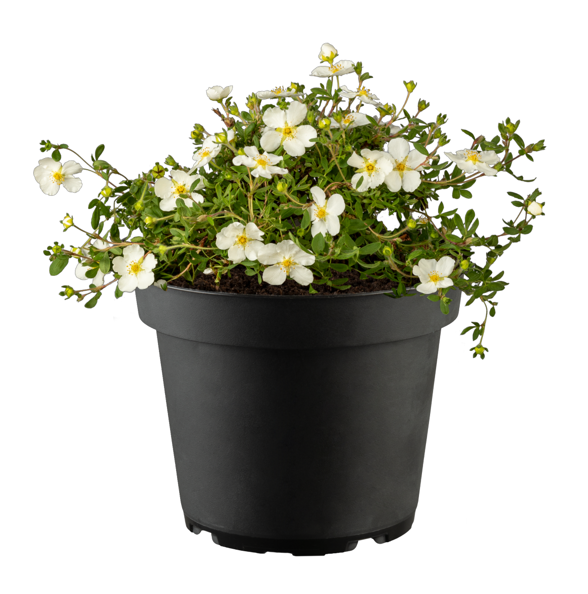 Potentilla 'Abbotswood'; hier im Topf; reichblühend; Einsatzmöglichkeit z.B. : Heckenpflanze;;ab 5,60 Euro