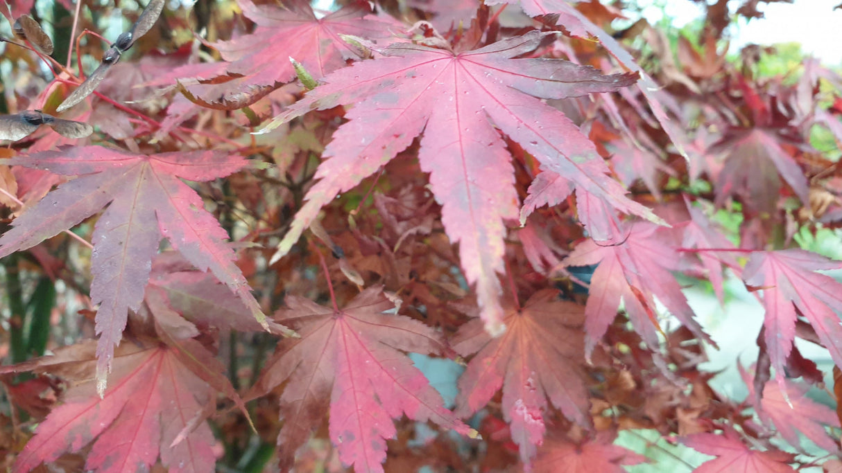 Acer palmatum; hier mit Herbstlaub; herbstfärbung; Einsatzmöglichkeit z.B. : zierstrauch;;ab 41,10 Euro