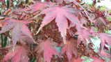 Acer palmatum; hier mit Herbstlaub; herbstfärbung; Einsatzmöglichkeit z.B. : zierstrauch;;ab 41,10 Euro