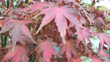 Acer palmatum; hier mit Herbstlaub; herbstfärbung; Einsatzmöglichkeit z.B. : zierstrauch;;ab 41,10 Euro