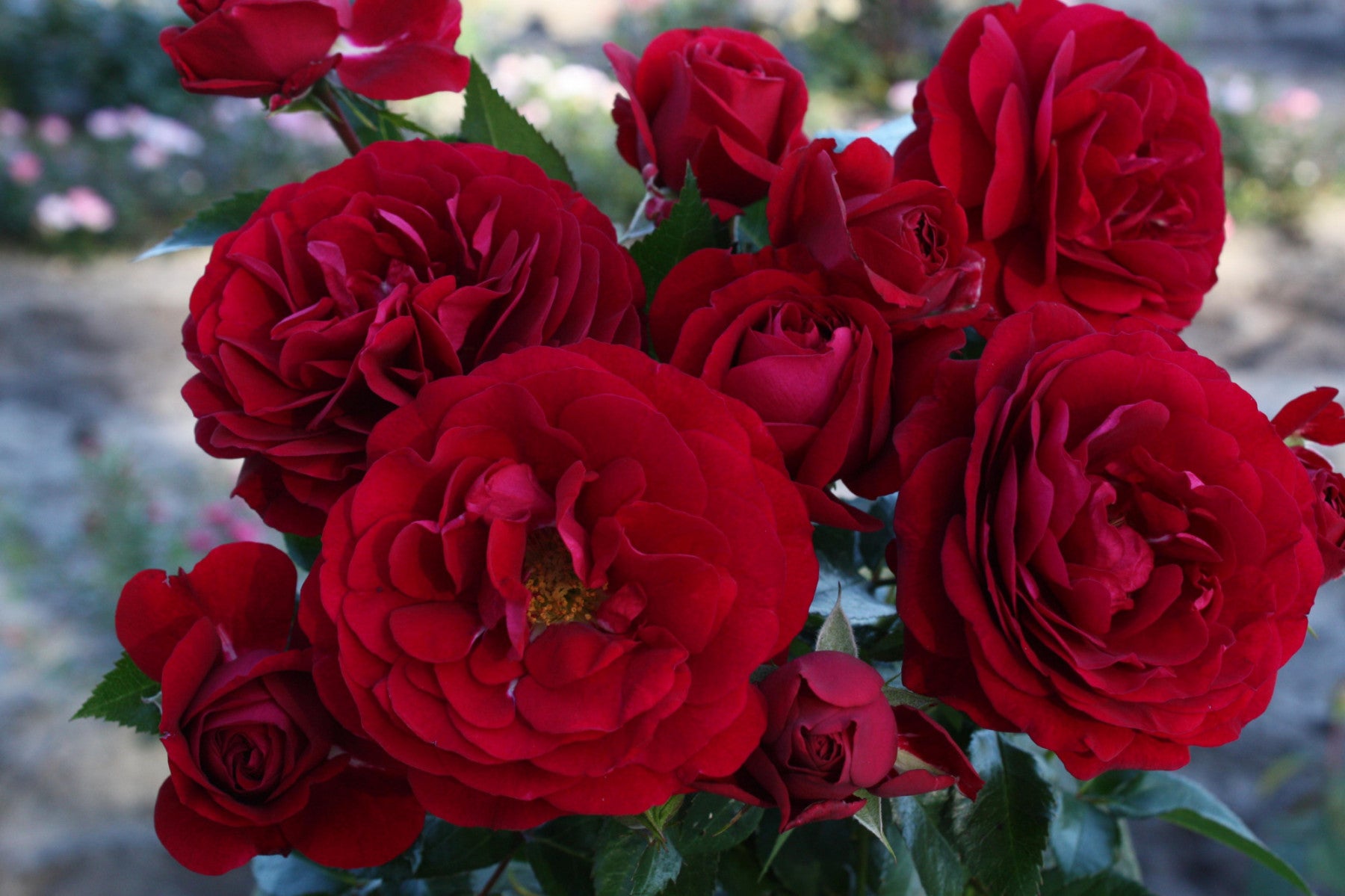 Rosa 'Bordeaux' BT (Beetrose 'Bordeaux' -R-)
