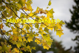 Genaues Foto für Liriodendron tulipifera 'Fastigiatum' folgt; dieses ähnliche Bild dient der Illustration von Säulen-Tulpenbaum