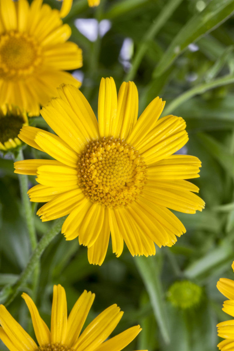 Buphthalmum salicifolium (Rindsauge)