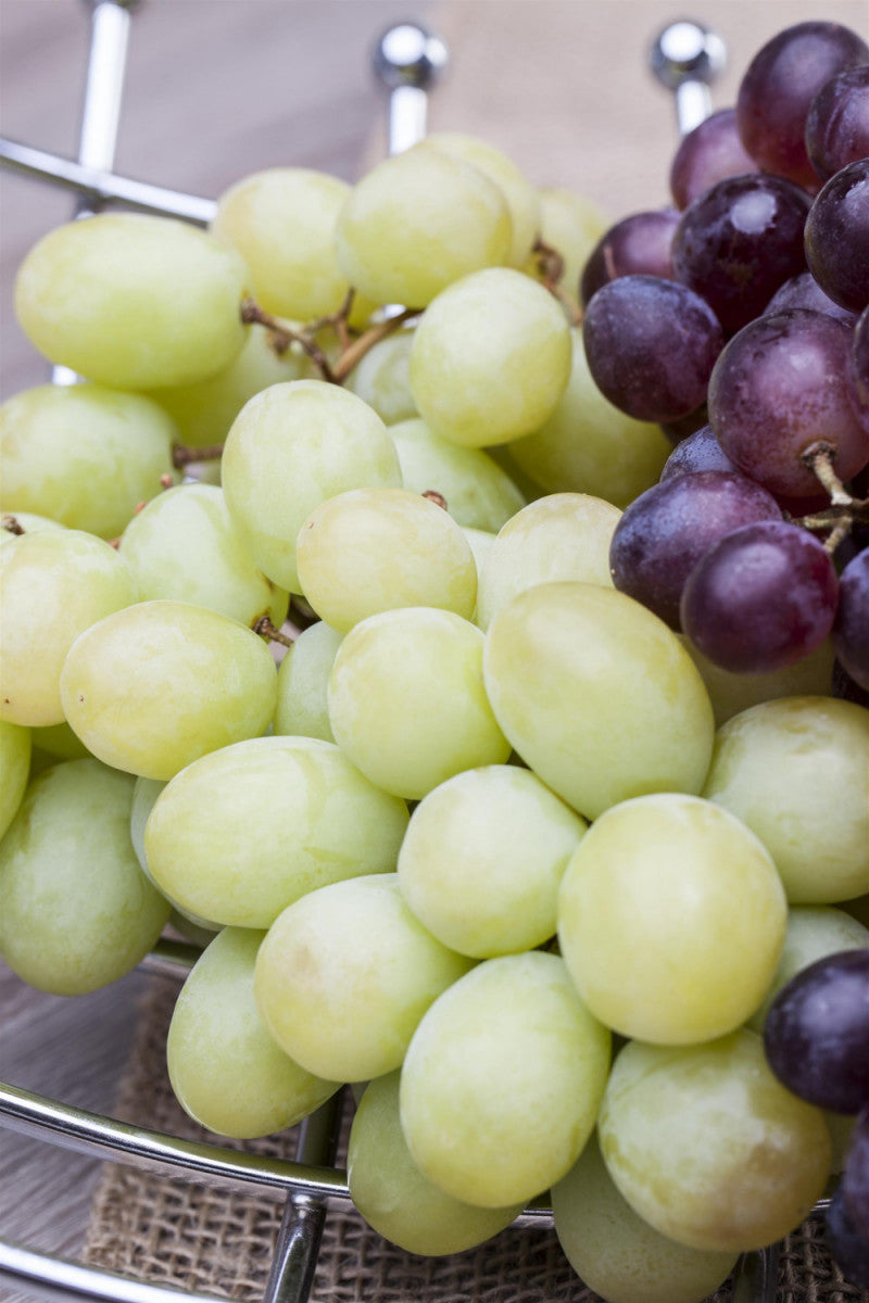 Vitis 'Perle von Czaba' (Tafeltraube 'Perle von Czaba')