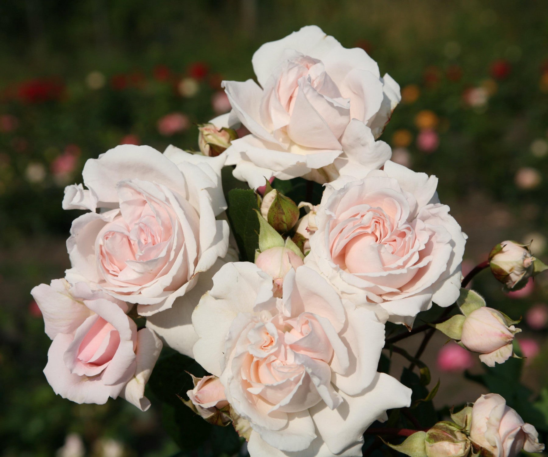 Rosa 'Constance Mozart' BT (Beetrose 'Constance Mozart' -R-)