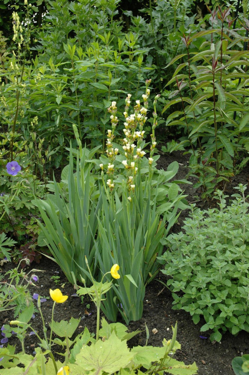 Asphodeline lutea (Mediterrane Junkerlilie)