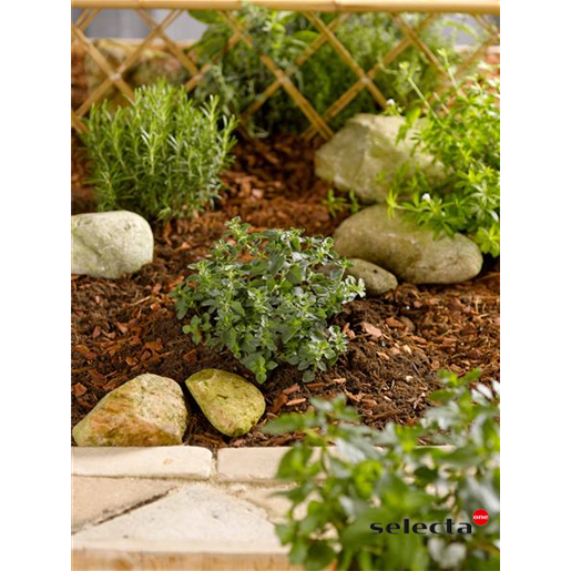 jahreszeitbedingt sehen Pflanzen unterschiedlich aus.