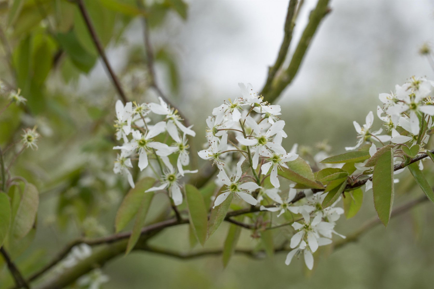 Amelanchier laevis (Hängende Felsenbirne)