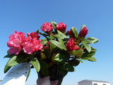 Rhododendron yak. 'Morgenrot'; hier im Topf; immergrün; Einsatzmöglichkeit z.B. : Heckenpflanze;;mit zeitnaher Lieferung