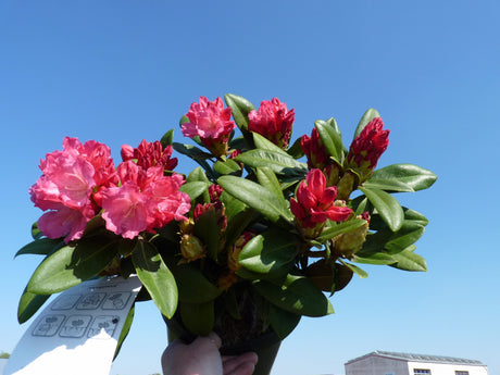Rhododendron yak. 'Morgenrot'; hier im Topf; immergrün; Einsatzmöglichkeit z.B. : Heckenpflanze;;mit zeitnaher Lieferung