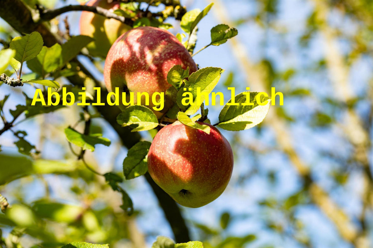 Genaues Foto für Malus 'Renora' folgt; dieses ähnliche Bild dient der Illustration von Apfel 'Renora'