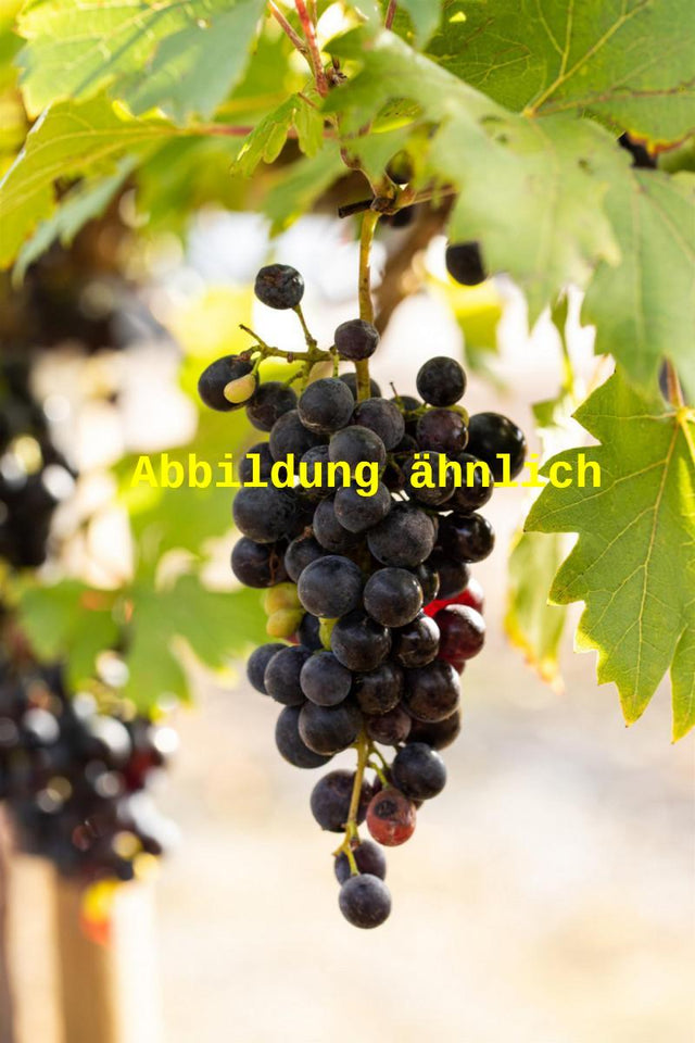 Genaues Foto für Vitis 'Triumph d'Als' folgt; dieses ähnliche Bild dient der Illustration von Tafeltraube 'Triumph d'Als'