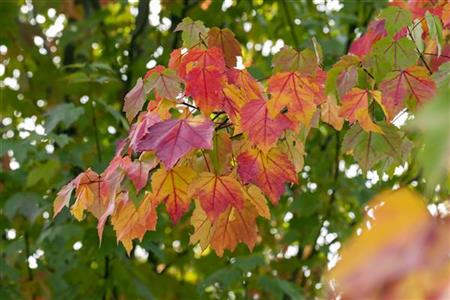 Rotahorn; hier mit Herbstlaub; anspruchslos; Einsatzmöglichkeit z.B. : Alleebaum; erhältlich von 125-150 bis 450-650 cm;;hier kaufen