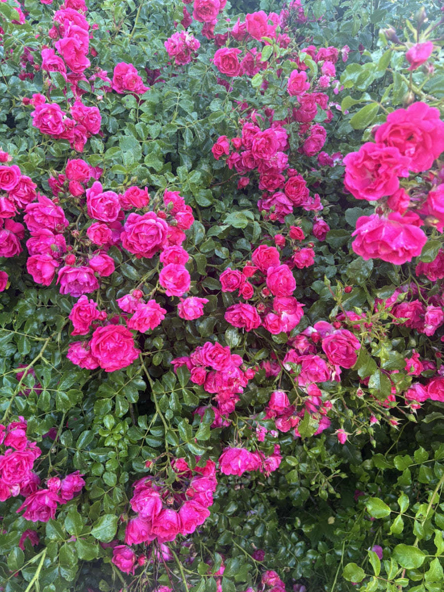 Bodend. Rose 'Heidetraum' ADR-Rose; hier mit Blüte; pflegeleicht; Einsatzmöglichkeit z.B. : Rabatten;;hier kaufen