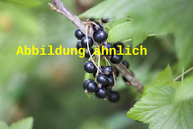 Genaues Foto für Ribes nigrum 'Rosenth. Langtraubige' folgt; dieses ähnliche Bild dient der Illustration von Johannisbeere 'Rosenthals Langtraubige'