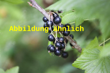 Genaues Foto für Ribes nigrum 'Tenah' folgt; dieses ähnliche Bild dient der Illustration von Johannisbeere 'Tenah'