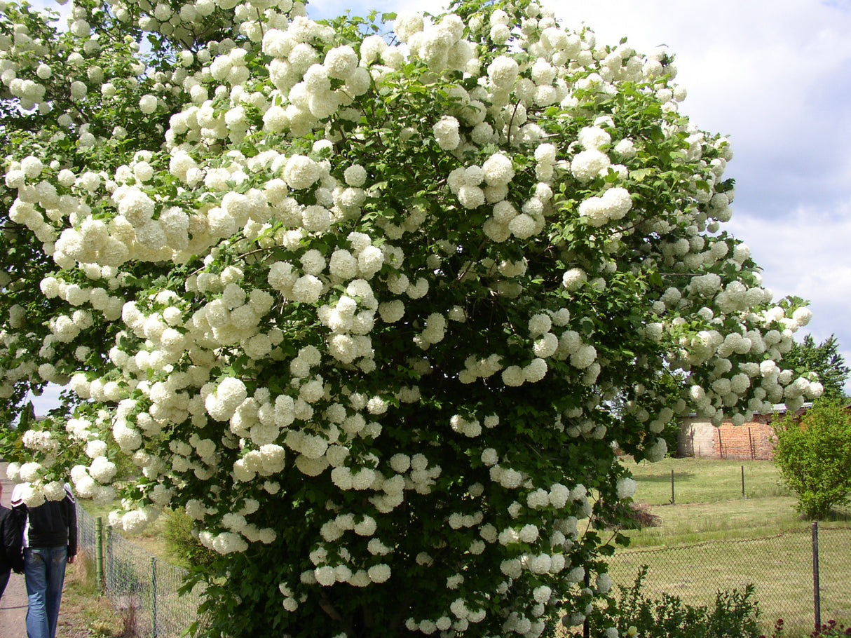 Gemeiner Schneeball; hier mit Blüte; pflegeleicht; Einsatzmöglichkeit z.B. : Ziergehölz;;günstig mit Qualität