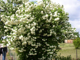 Gemeiner Schneeball; hier mit Blüte; pflegeleicht; Einsatzmöglichkeit z.B. : Ziergehölz;;günstig mit Qualität