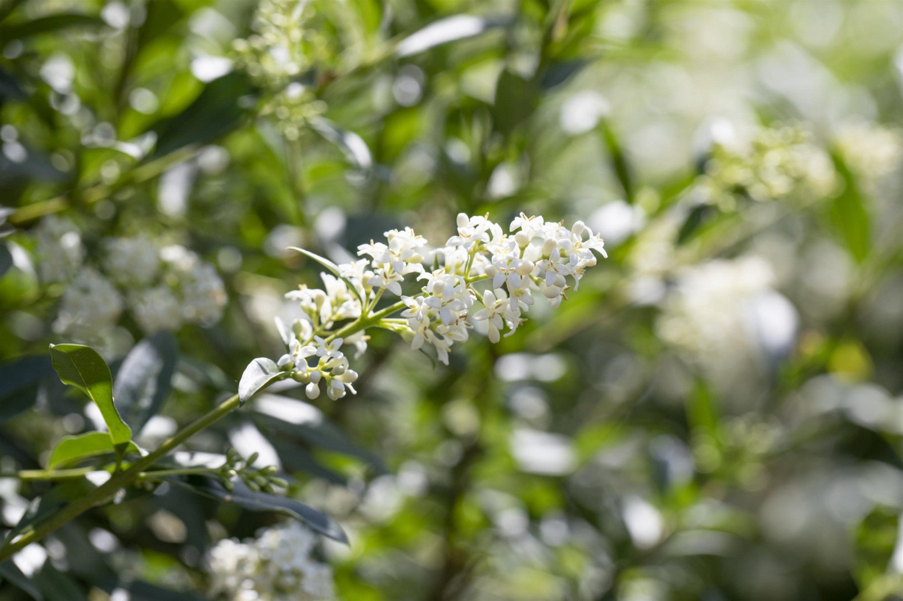 Ligustrum vulgare VkG 5 (Gemeiner Liguster)