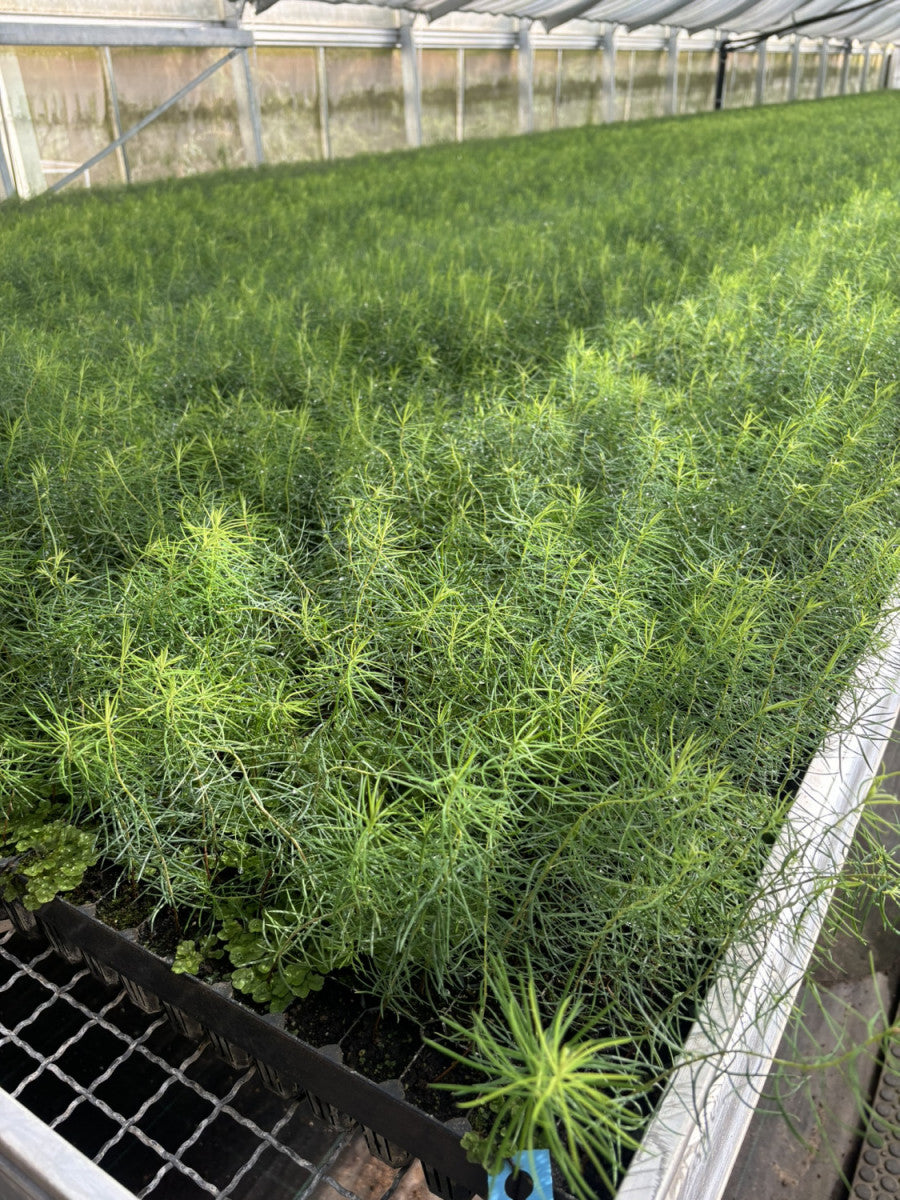 Pseudotsuga menziesii viridis (Douglasfichte viridis)
