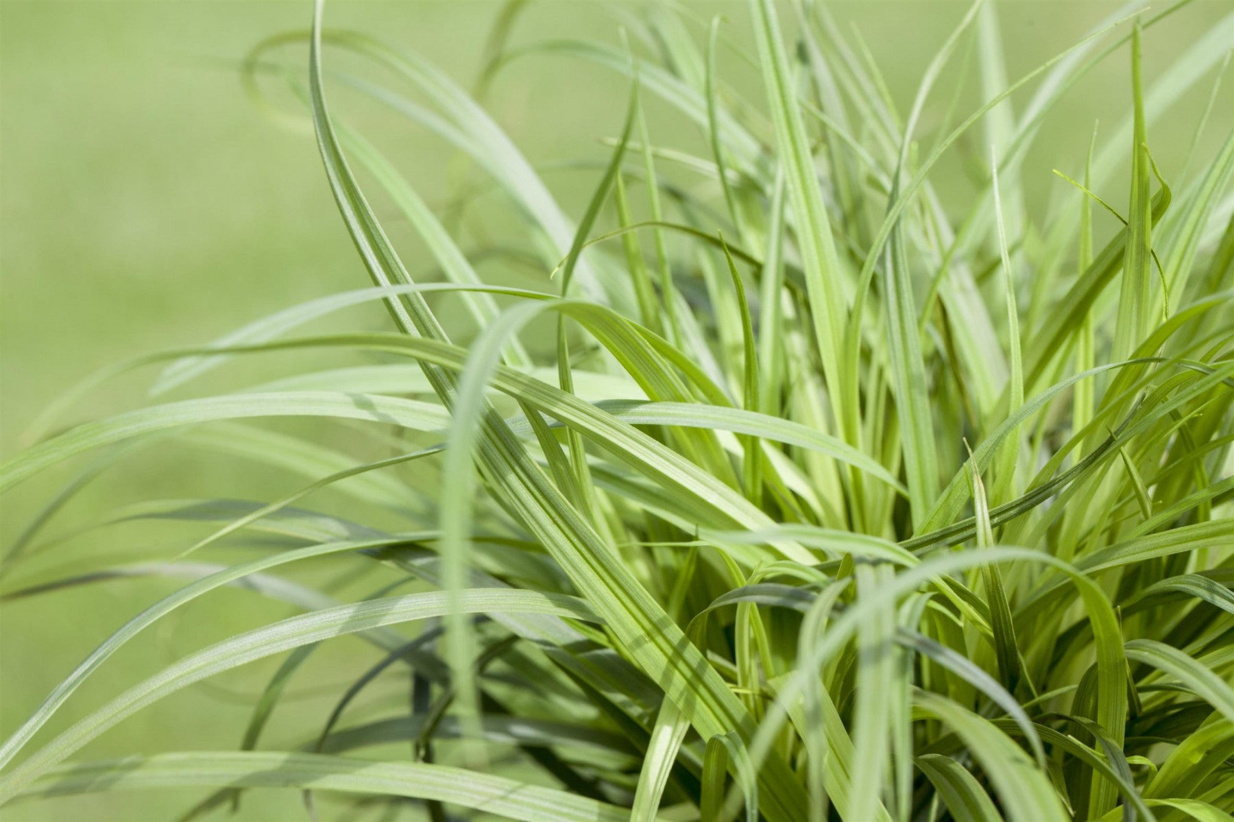 Carex caryophyllea 'The Beatles' (Polsterartige Garten-Segge)