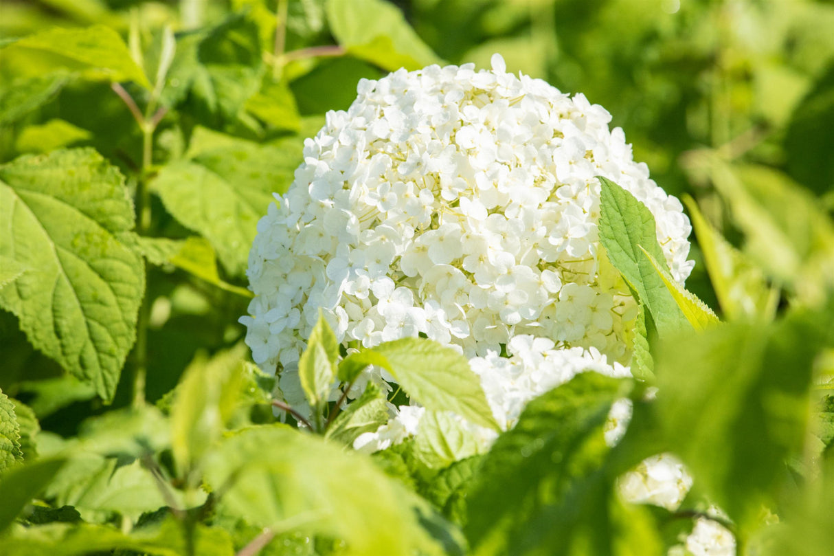 Ballhortensie 'Annabelle'; hier mit Blüte; lange Blütezeit; Einsatzmöglichkeit z.B. : Rabattenpflanze; erhältlich von 40-60 bis 80-100 cm;;hier kaufen