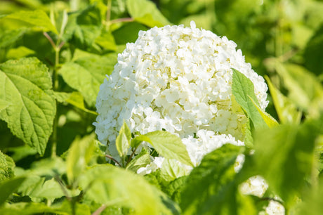 Ballhortensie 'Annabelle'; hier mit Blüte; lange Blütezeit; Einsatzmöglichkeit z.B. : Rabattenpflanze; erhältlich von 40-60 bis 80-100 cm;;hier kaufen
