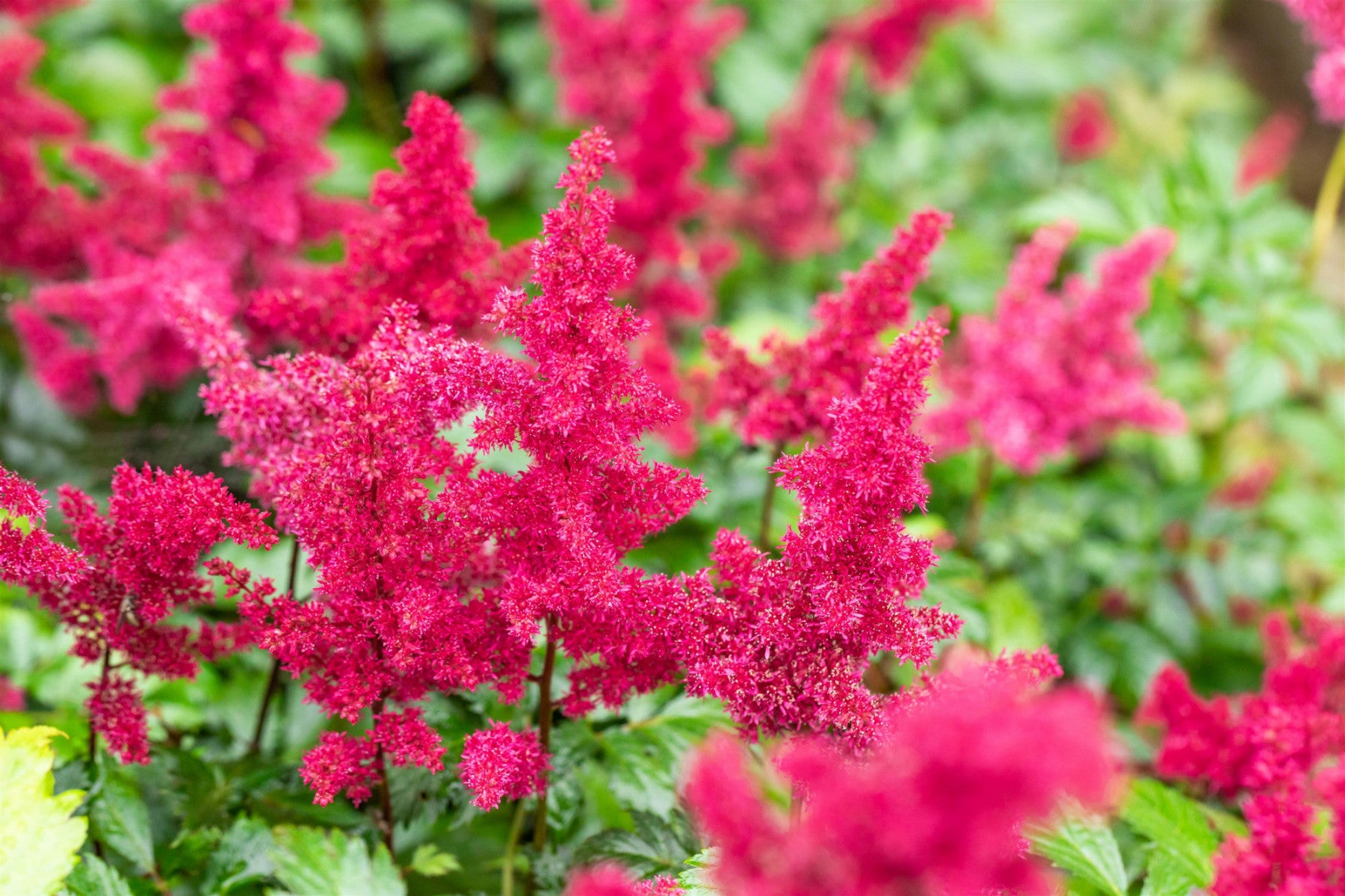 Astilbe x arendsii 'Fanal' (Arends Garten-Prachtspiere)