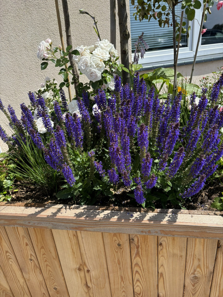 Salvia nemorosa (Steppen-Salbei)