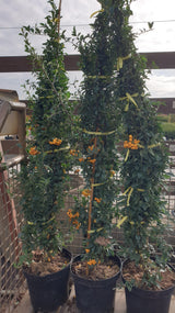 Synonym (alte Bezeichnung): Pyracantha 'Sungold'; vorbereitet für Versand; winterhart; Einsatzmöglichkeit z.B. : Vogelnährgehölz;;günstig mit Qualität