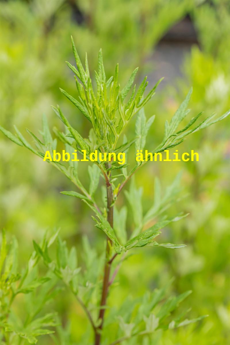Genaues Foto für Artemisia dracunculus var. sativus folgt; dieses ähnliche Bild dient der Illustration von Französischer Estragon