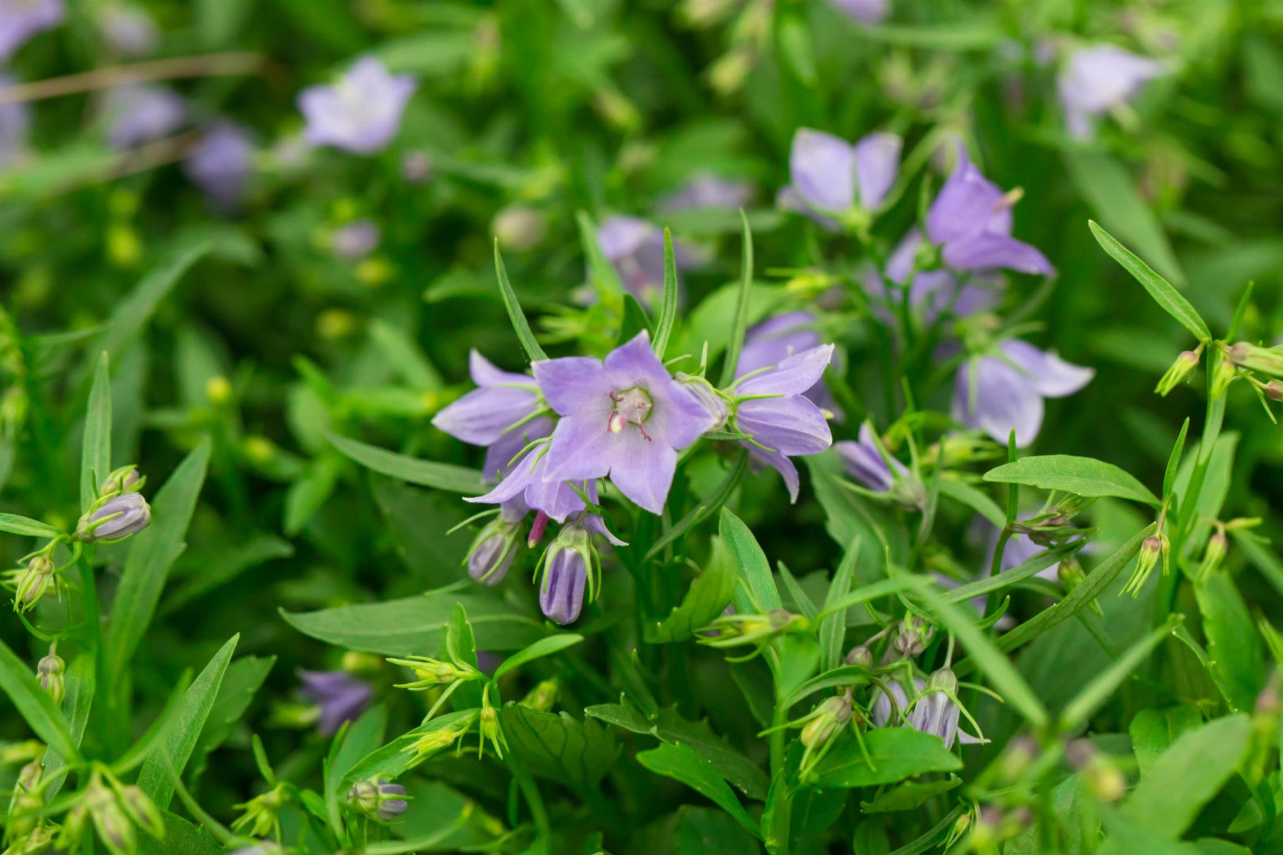 Campanula cochleariif. 'Bavaria Blue', gen. (Niedliche Garten-Glockenblume)