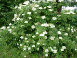 Sambucus nigra; hier mit Blüte; essbare Früchte; Einsatzmöglichkeit z.B. : Arzneipflanze;;ab 0,00 Euro