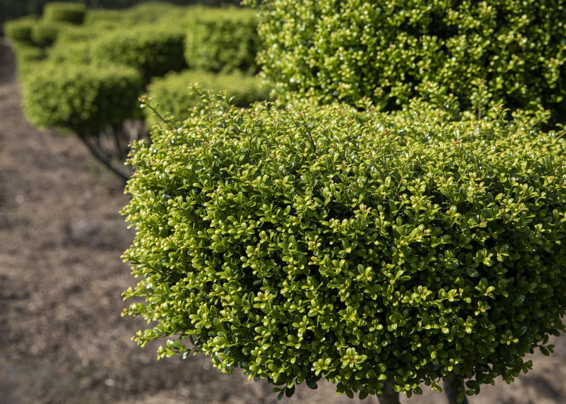 Ilex crenata 'Glorie Gem' (Berg-Ilex 'Glorie Gem')