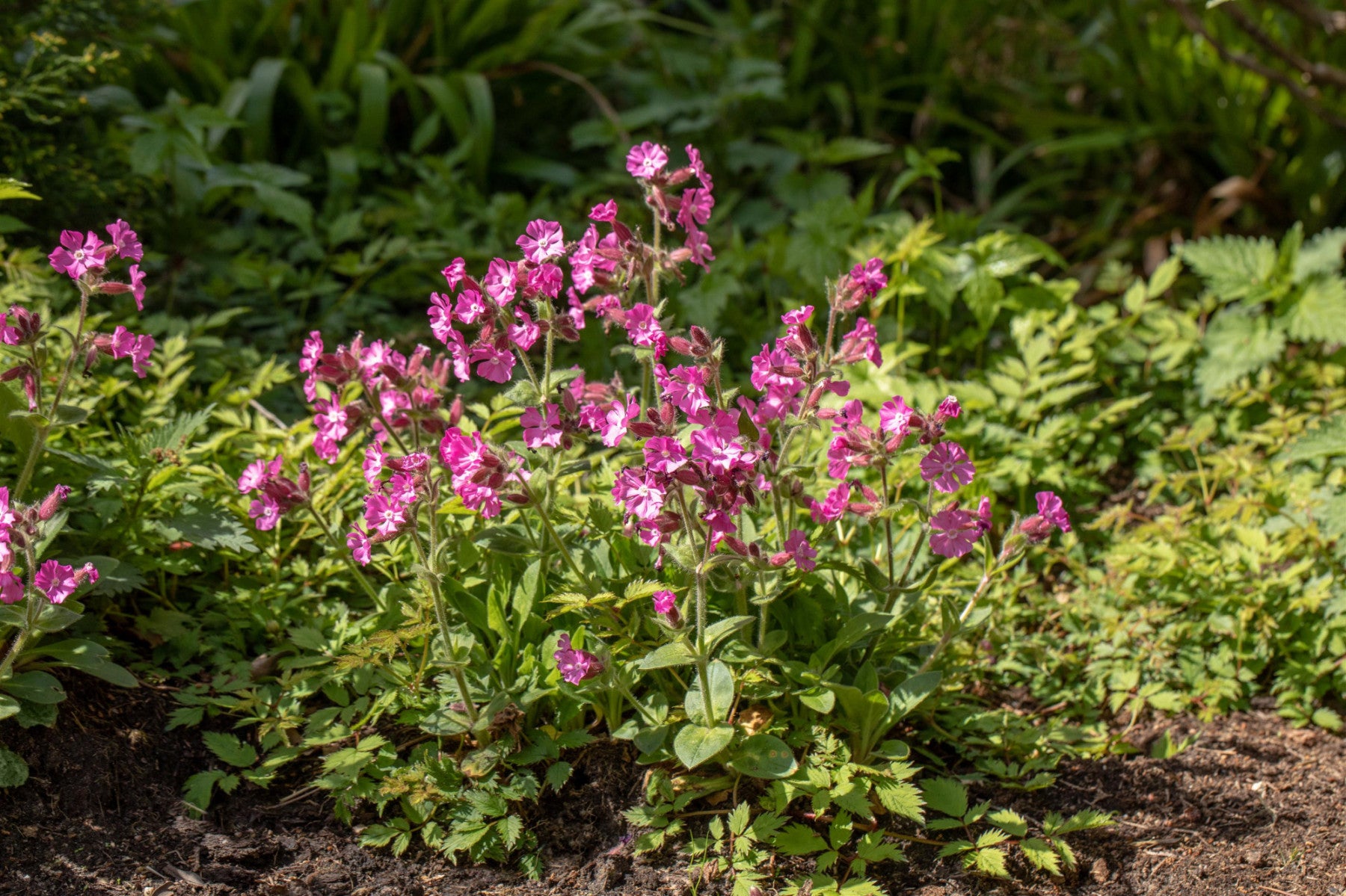 Silene dioica (Rotblühende Lichtnelke)
